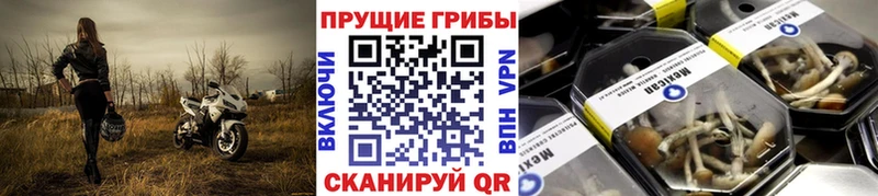 mega как зайти  Гусев  Псилоцибиновые грибы Psilocybe 